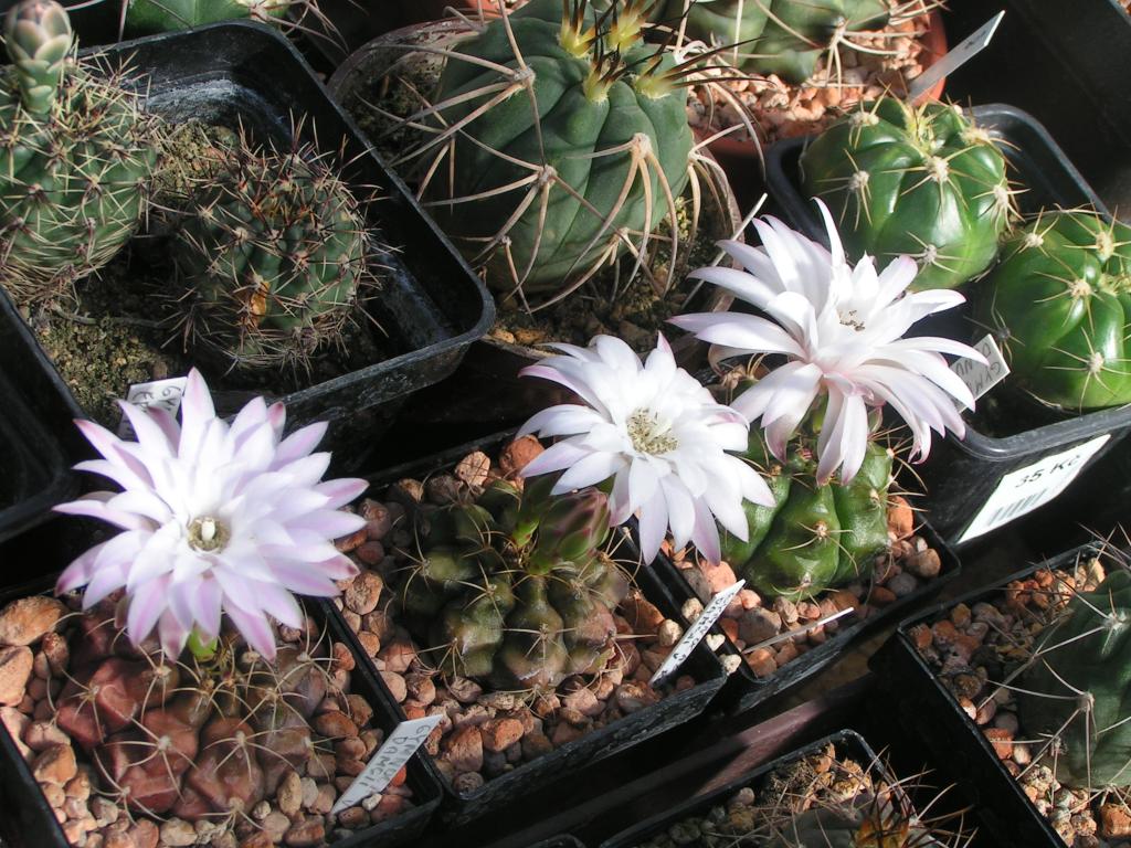 Gymnocalycium damsii v. rotundulum